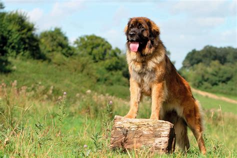 Leonberger Steckbrief Charakter Wesen And Haltung