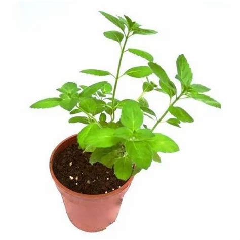 Green Tulsi Plants At Rs 50plant In Hardoi Id 21810724430