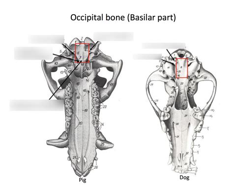 Anatomy I Skull Occipital Bone Basilar Part Pig And Dog Diagram