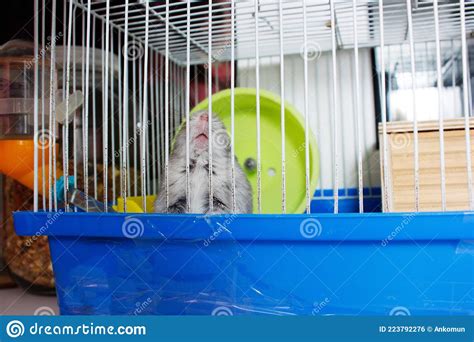 Jungar Hamster In A Cagepet Hamster Care Stock Photo Image Of