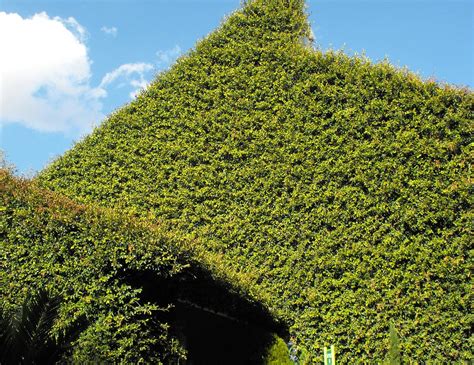 LE PETIT JARDIN – latortugaontheroad