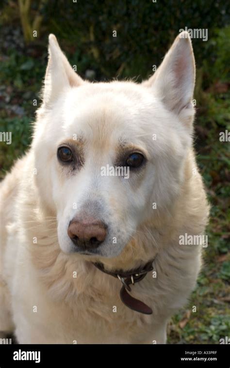 White Alsatian Hi Res Stock Photography And Images Alamy