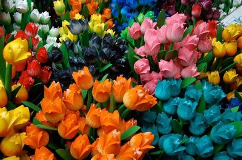 Cuál Es El Significado De Los Tulipanes Azules