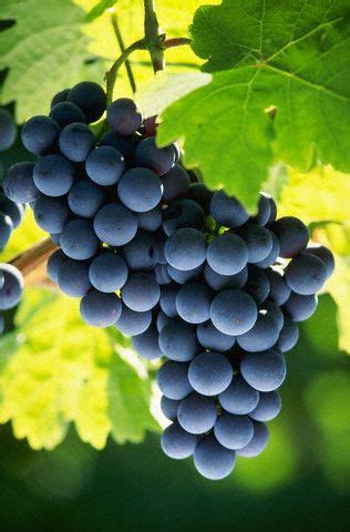 One of the most severe complications is severe kidney damage, which can lead to sudden kidney failure and anuria (lack of. Can Dogs Eat Grapes? How Toxic Are Grapes for Dogs?
