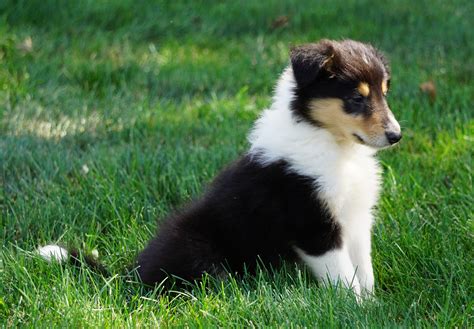 Akc Registered Lassie Collie For Sale Fredericksburg Oh Female Odell Ac Puppies Llc