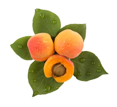 Apricots And Leaves Stock Image Image Of Studio Healthy 20155853
