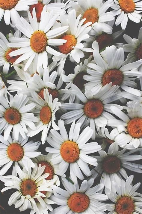 Daisys Cute Backgrounds Phone Backgrounds Wallpaper Backgrounds
