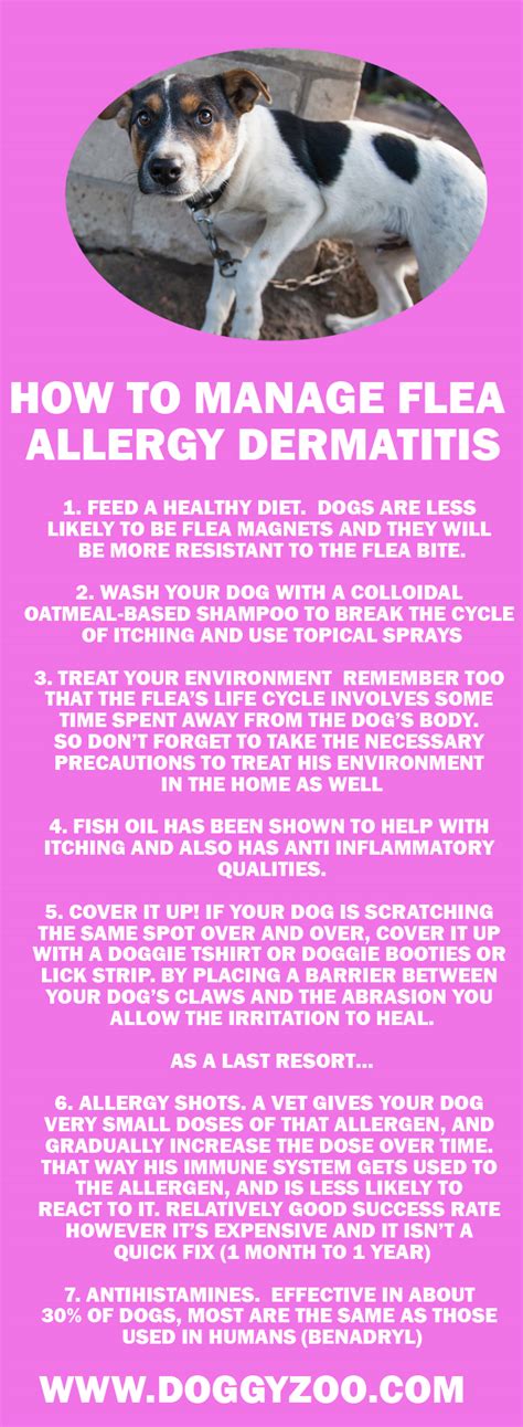 How To Manage Flea Allergy Dermatitis
