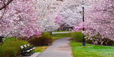 Cherry Blossom Festival Branch Brook Park In Newark Nj