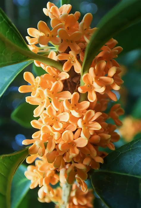 Osmanthus Flowers – Fraterworks