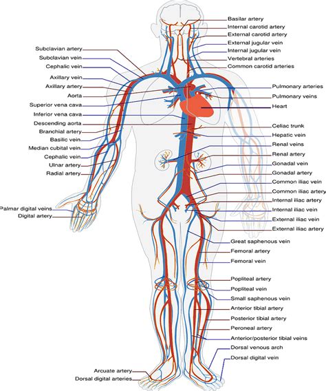 This ranges from diseases of your arteries, veins and lymph vessels to blood. Structural Difference Between Arteries And Veins: Things ...