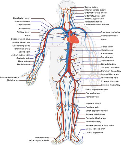 Check spelling or type a new query. Structural Difference Between Arteries And Veins: Things ...