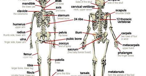 Landmarks on the body are areas where the bone is at the surface. 206 bones diagram -Front and back view of the bones of the ...
