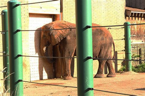 10 Worst Zoos For Elephants 2017