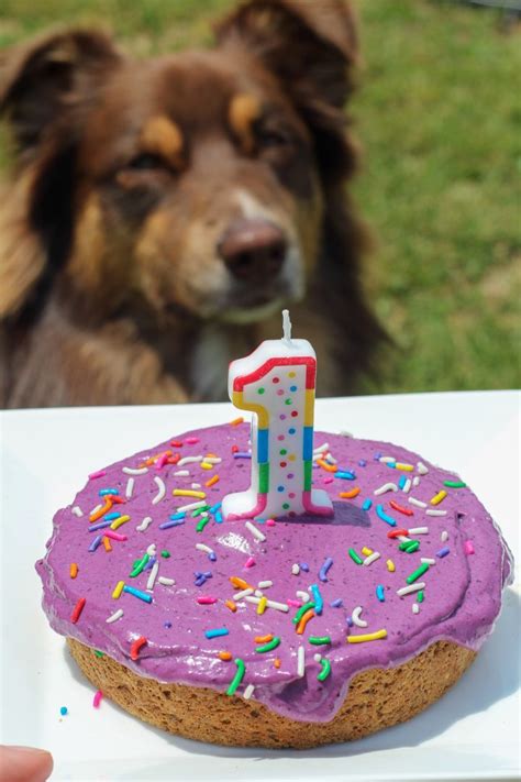 How To Make A Birthday Cake For Your Dog Jen Around The World