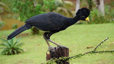 Great Curassow Bird Costa Rica Free Photo On Pixabay Pixabay