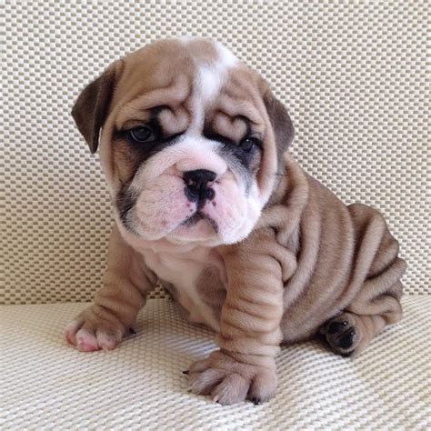 Can You Scroll Through These Chubby Bulldog Puppies Without Screaming