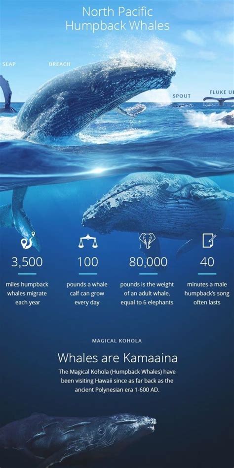 Interesting Facts About North Pacific Humpback Whales Infographic