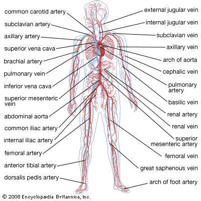 Circulatory System Anatomy Britannica Com