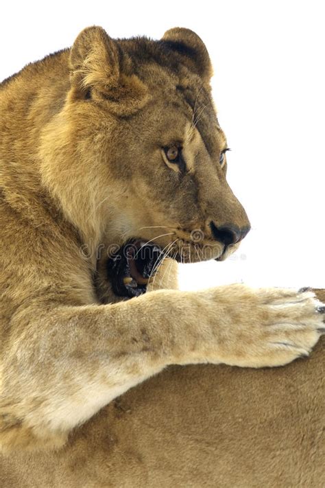 Lion Panthera Leo Leo Stock Photo Image Of Leader 12012584