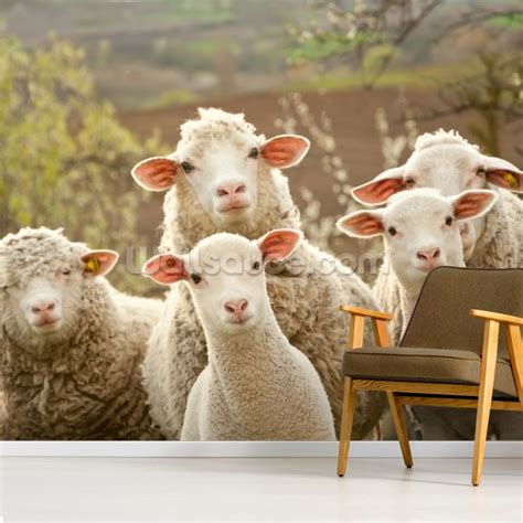 Sheep On Pasture Wallpaper Wallsauce Us