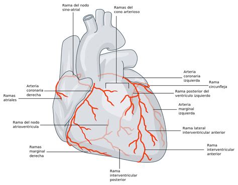 AnatomÍa Y FisiologÍa Del Aparato Circulatorio BiologÍa Y GeologÍa