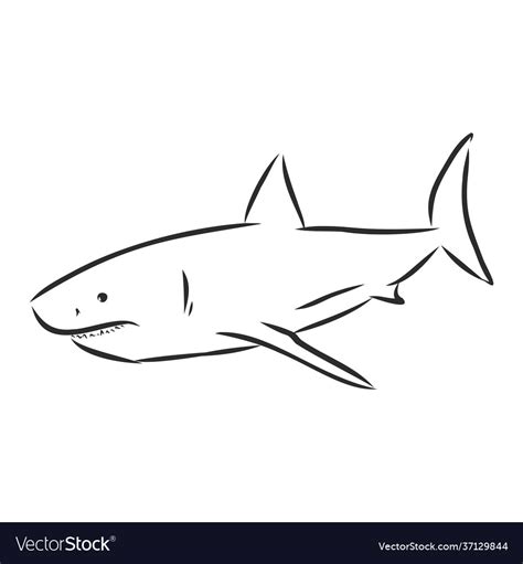 Hand Drawing A Shark Royalty Free Vector Image