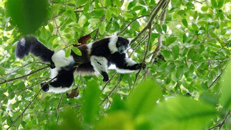 Wildlife Holidays In Madagascar Naturetrek