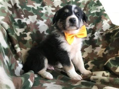 Lancaster puppies has your shetland sheepdog for sale. Great Pyrenees Sheepdog Mix Mix puppy for sale in ...