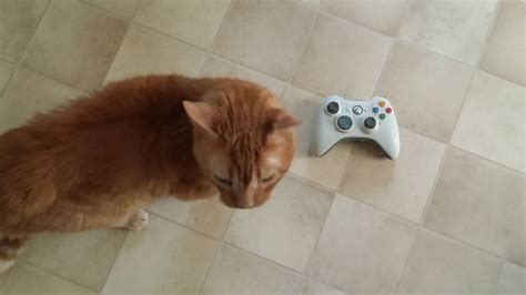 Animals With Game Controllers How I Failed Trying To Emulate The