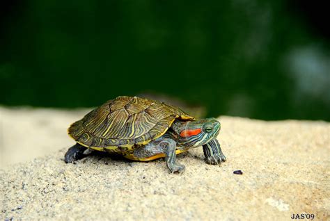 Baby Turtle Wallpapers Wallpaper Cave