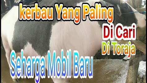 Terima kasih sudah menonton like share subscribre & kome hatur nuhun. Inilah Jenis Kerbau Yang Paling Mahal Di Toraja - YouTube