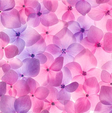 Descarga y usa 100.000+ fotos de archivo de color rosa gratis. Banco de Imágenes: 9 fotografías gratis de flores color ...
