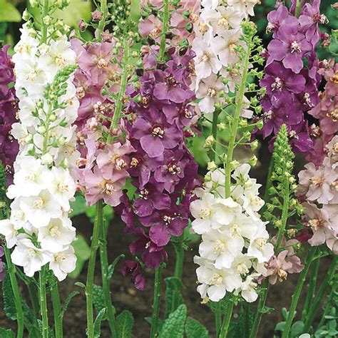Savings spotlights · everyday low prices · curbside pickup 100 Seeds Verbascum Hybrid Mix - Perennial Seeds