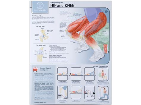 Anatomical Chart Hip And Knee A 1 Medical Integration