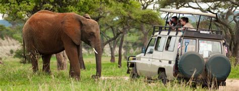 Tanzania Safari Private Tours