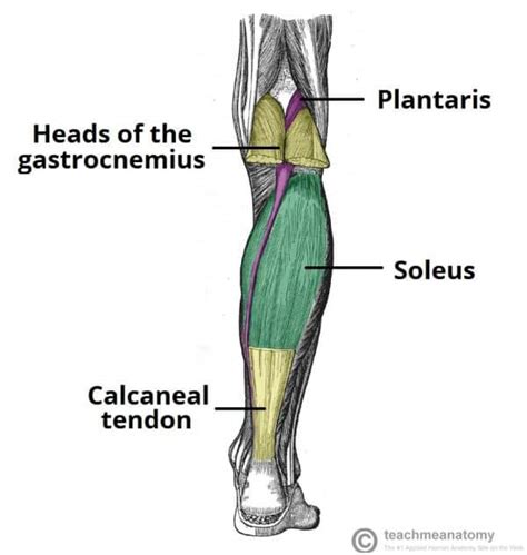 Gastrocnemius Actions Attachments Teachmeanatomy