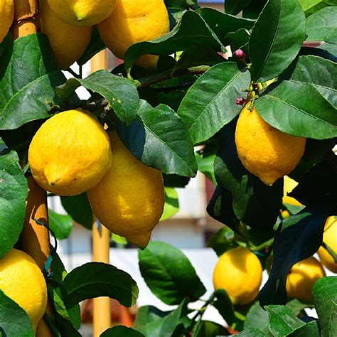 Cottage Farms Direct Fruit Meyer Lemon 2pc