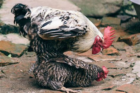 Rooster And Chicken Hen Mating By Alejandro Moreno De Carlos