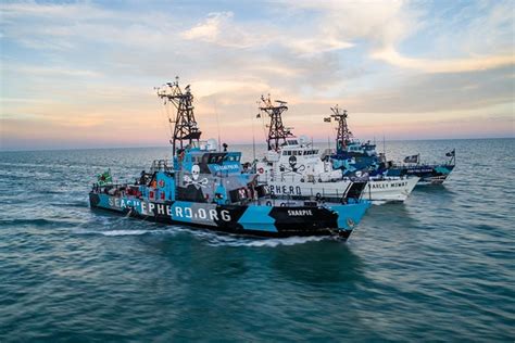 Sea Shepherd Needs You How To Volunteer For Neptunes Navy