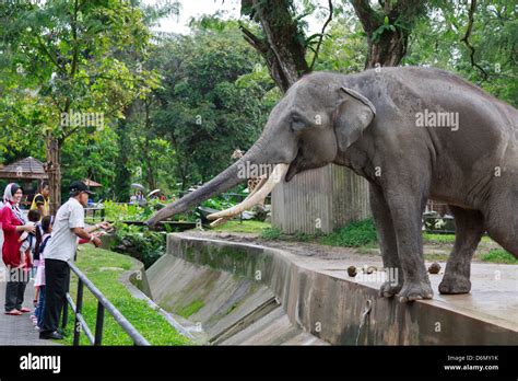 People feeding an elephant at Zoo Negara, National Zoo of Malaysia