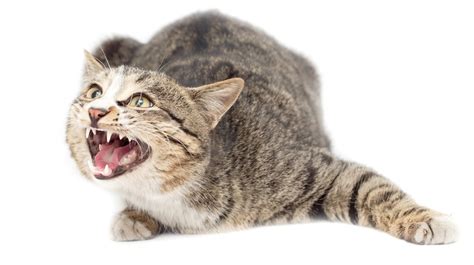 why do cats hiss 7 reasons why cats hiss [complete guide]