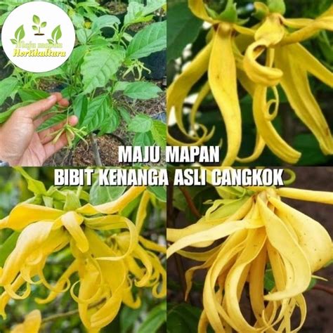 Jual Bibit Kenanga Super Bibit Bunga Kenanga Shopee Indonesia