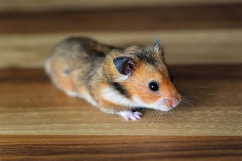 Teddy Bear Syrian Hamster As Pet Pet Comments