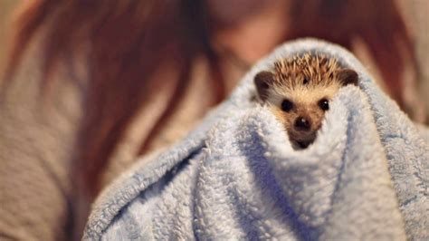 Hedgehog Bath Time So Cute Sony A7s Ii Test Youtube