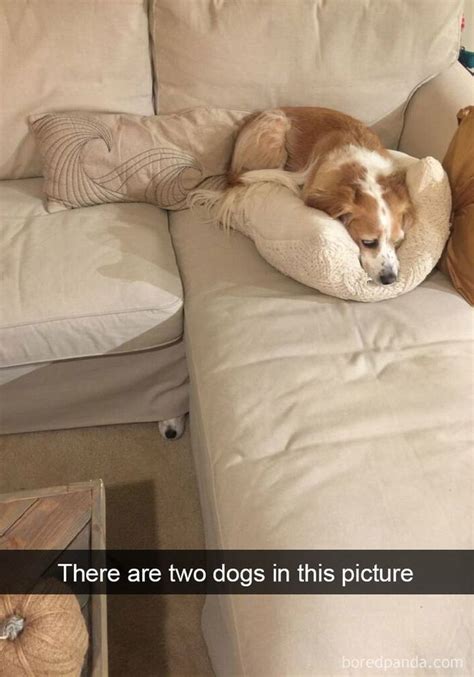 40 Funny Dog Snapchats That You Need To See Right Now