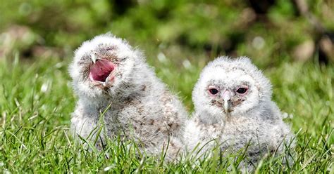 Rescued Baby Owls Have Adopted Something Very Cute To Be