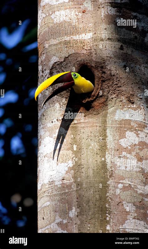 Chestnut Mandibled Toucan Ramphastos Swainsonii Tree Hole Birds Bird