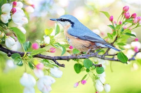 98 specie di uccelli con foto e scheda tecnica illustrata. Perché gli uccelli cantano: curiosità sul loro linguaggio