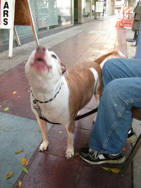 La Kompany Cigar Dog Sings